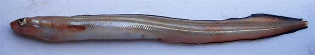Ariosoma meeki