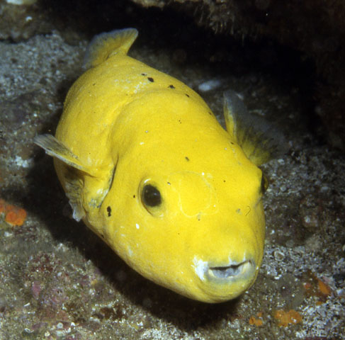 Arothron meleagris