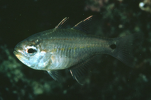Taeniamia mozambiquensis