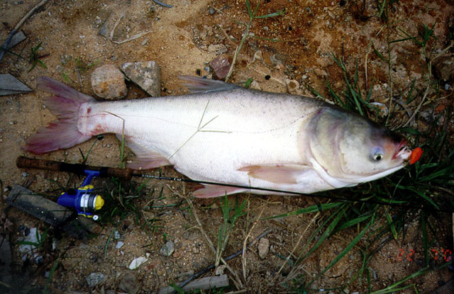 Arnob_u3.jpg