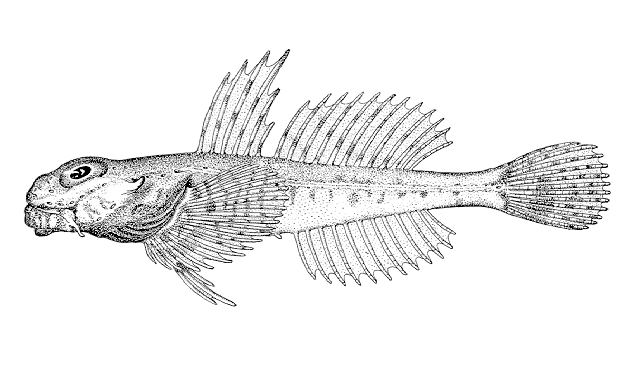 Artediellus pacificus