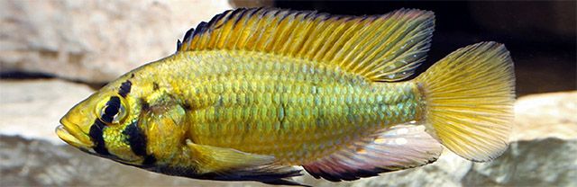 Astatoreochromis alluaudi