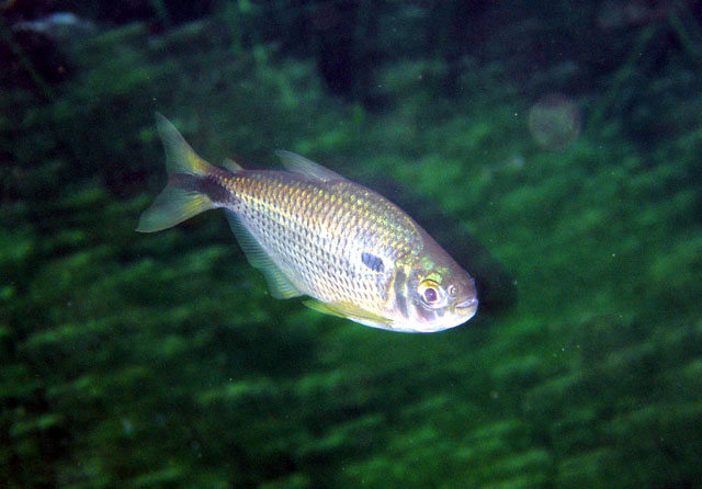 Astyanax asuncionensis