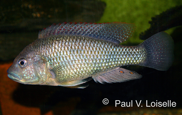 Astatotilapia desfontainii