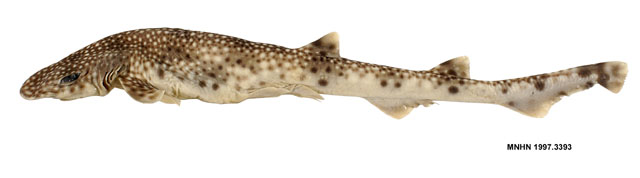 Asymbolus galacticus