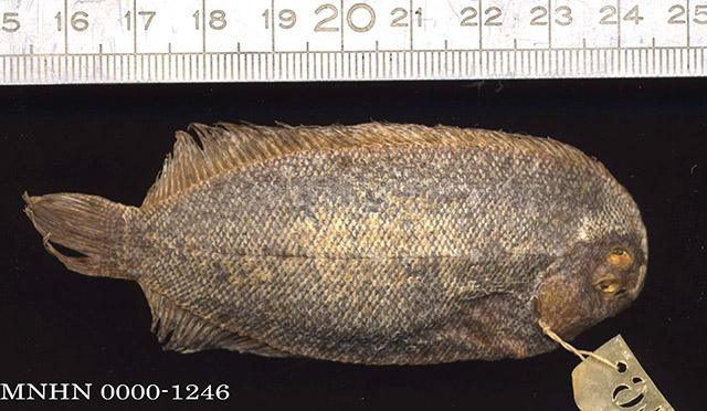 Aseraggodes guttulatus