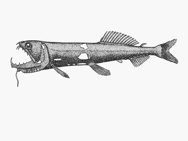 Astronesthes indica