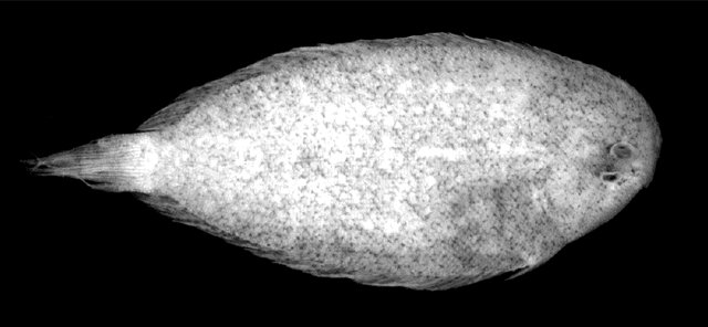 Aseraggodes kimurai