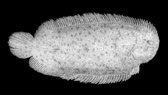 Aseraggodes lenisquamis