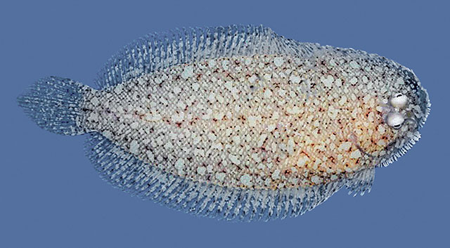 Aseraggodes martine