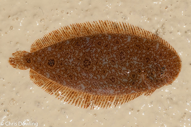 Aseraggodes melanostictus