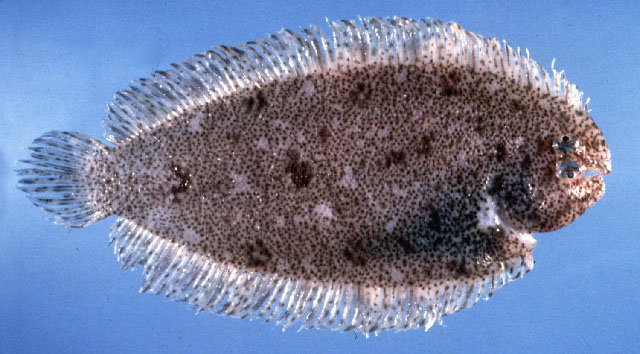 Aseraggodes normani