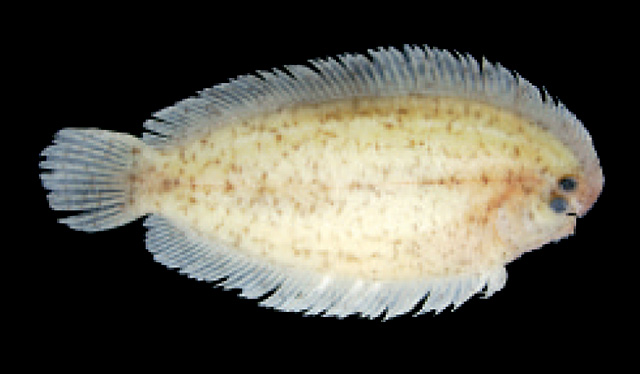 Aseraggodes orientalis
