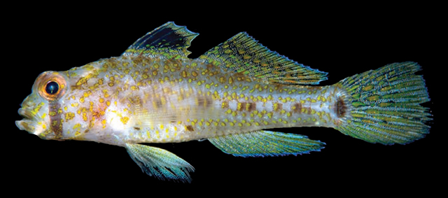 Asterropteryx profunda