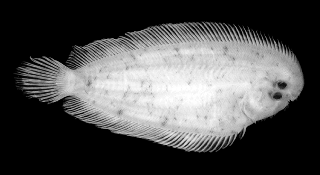 Aseraggodes ramsaii