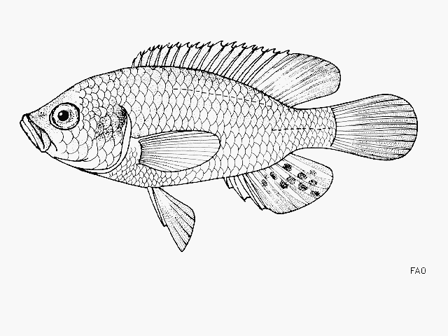Astatoreochromis straeleni