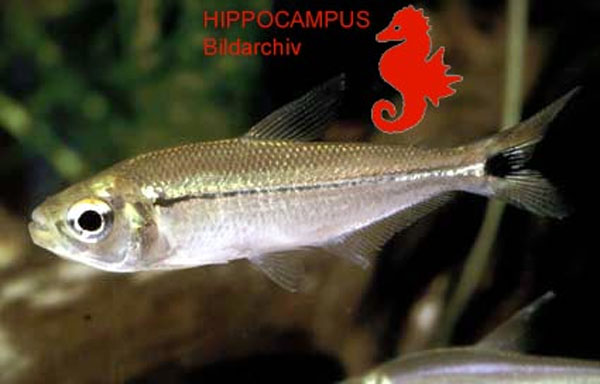 Astyanax symmetricus