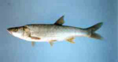 Leuciscus vorax