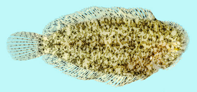 Aseraggodes whitakeri