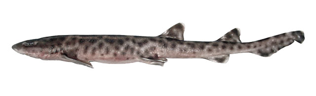 Atelomycterus baliensis