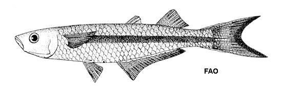 Atherinella blackburni