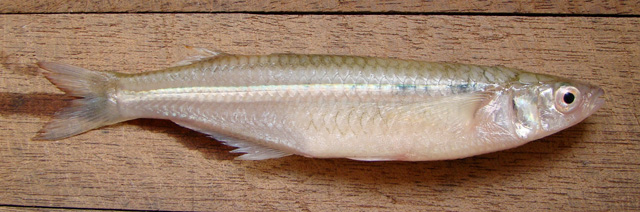 Atherinella brasiliensis