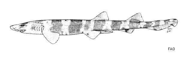 Atelomycterus fasciatus
