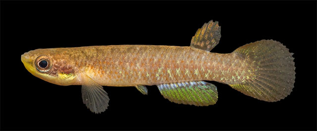 Atlantirivulus peruibensis