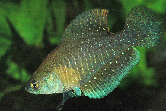 Austrolebias bellottii