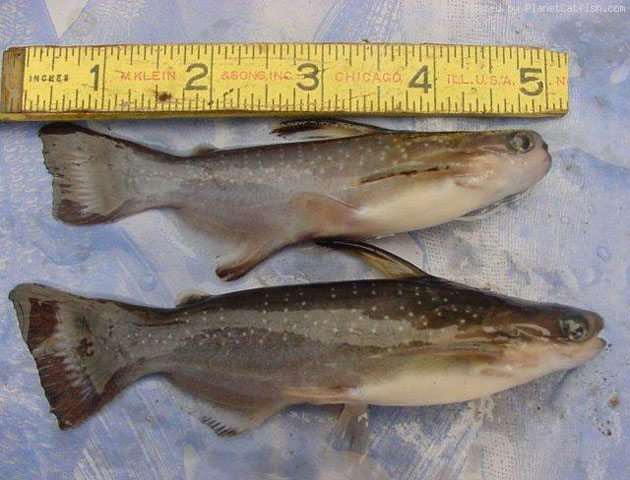 Auchenipterichthys coracoideus