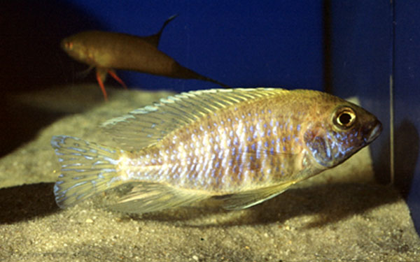 Aulonocara hueseri