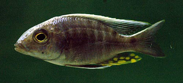 Aulonocara kandeense