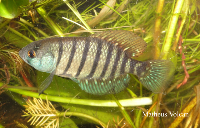Garcialebias nachtigalli