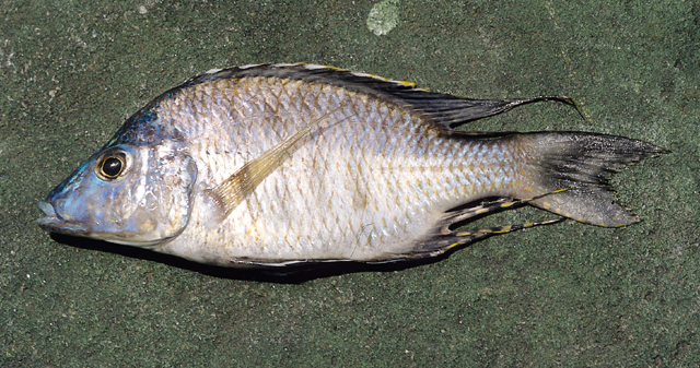 Aulonocara rostratum