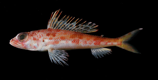 Hime surrubea