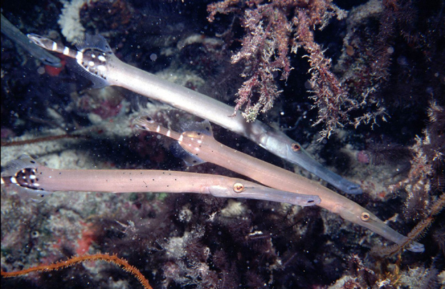 Aulostomus strigosus