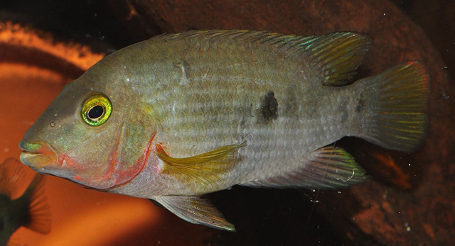 Australoheros ykeregua