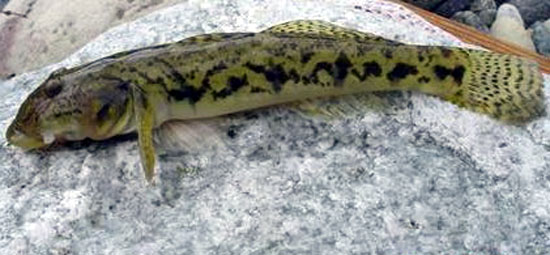 Awaous banana