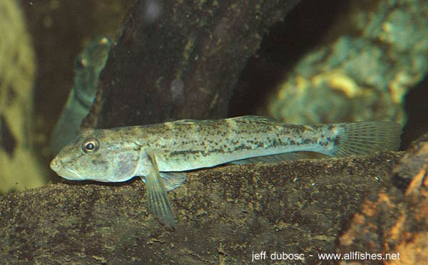 Awaous guamensis