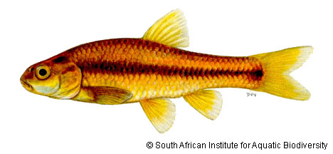 Enteromius anoplus