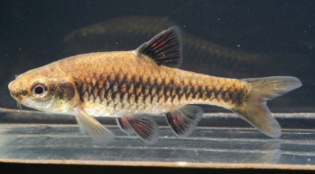 Enteromius apleurogramma
