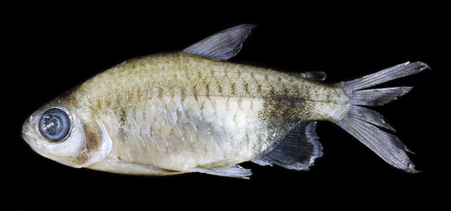 Bathyaethiops atercrinis