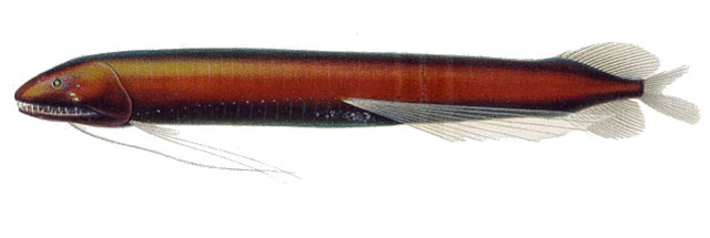Baate_u0.jpg