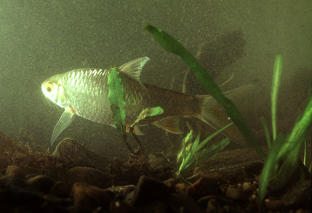 Barbonymus balleroides
