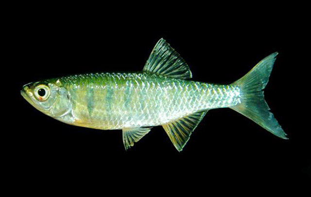 Opsarius bernatziki
