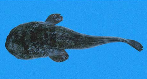 Batrachoides boulengeri