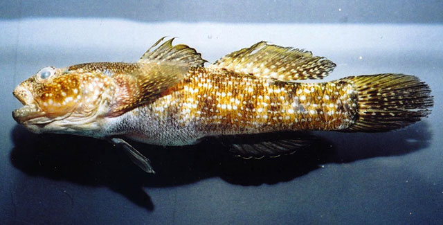 Bathygobius brasiliensis