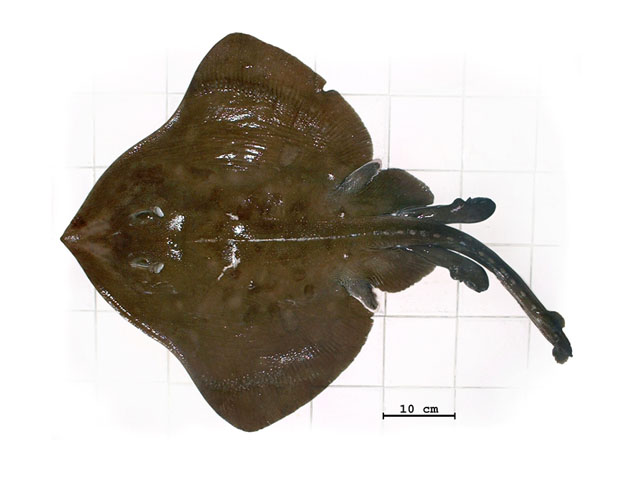Bathyraja brachyurops