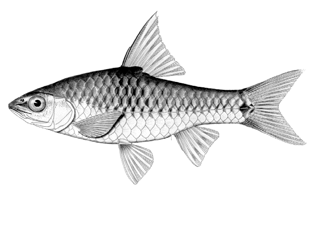 Enteromius brevilateralis