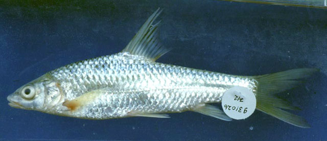 Labeobarbus brevicephalus